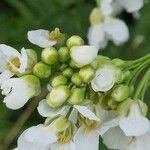 Armoracia rusticana Virág