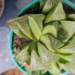 Haworthia mutica Hoja