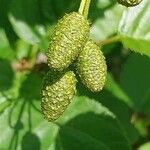 Alnus alnobetula Owoc