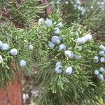 Juniperus occidentalis Характер