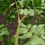 Erythrophleum ivorense Leaf