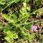 Erodium aethiopicum पत्ता