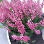 Calluna vulgaris Fleur