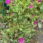 Delosperma cooperi Habit