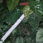 Anthurium nymphaeifolium List