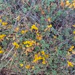 Rhynchosia minima Habit