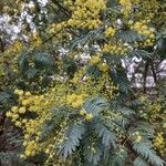 Acacia dealbata Floare