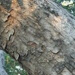 Ficus salicifolia Bark