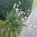 Physostegia virginiana Habit