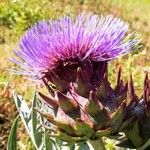 Cynara cardunculus Květ