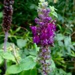 Stachys sylvatica Fleur