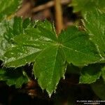 Potentilla brauneana Blad