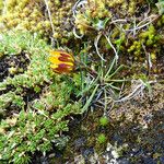 Werneria villosa Flower
