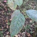 Euonymus atropurpureus Blatt