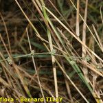 Bupleurum tenuissimum অভ্যাস