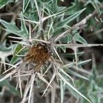 Carlina tragacanthifolia Fruit