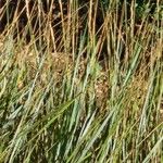 Brachypodium phoenicoides Blad