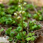 Pyrola chlorantha Virág