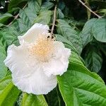 Campomanesia xanthocarpa Flor