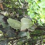 Miconia calvescens Leaf