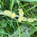 Cerastium glomeratum Fulla