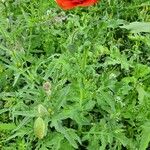 Papaver setiferum आदत