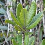 Pleioluma lasiantha Folio