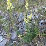 Antirrhinum latifolium Hábito