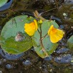Utricularia australis 花