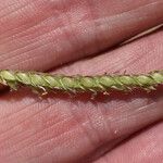 Urochloa trichopus Fruitua