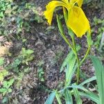 Iris pseudacorus Cvet