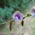 Tephrosia noctiflora Цветок
