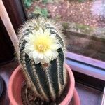 Parodia magnifica Кветка