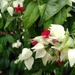 Clerodendrum thomsoniaeKvět