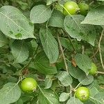 Malus sylvestris Плод