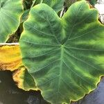 Alocasia odora Liść