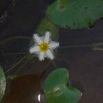 Nymphoides indica Flor