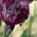 Anacamptis coriophora Květ