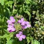 Hesperis matronalisKwiat