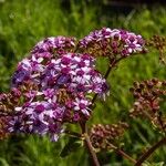 Pericallis papyracea Floro