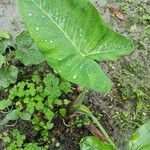 Alocasia odora Leaf