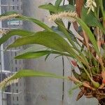 Coelogyne glumacea ശീലം