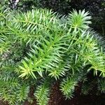 Podocarpus nubigenus Muu