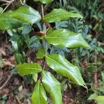 Cnestis polyphylla Leaf