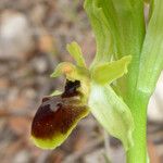 Ophrys aranifera 花