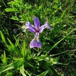 Iris setosa फूल