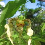 Monodora carolinae Flower