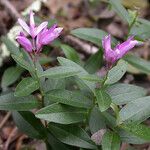 Polygala californica 整株植物