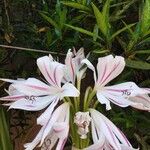 Crinum × amabile Цветок