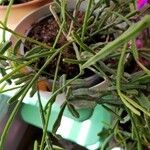 Rhipsalis micrantha Leaf